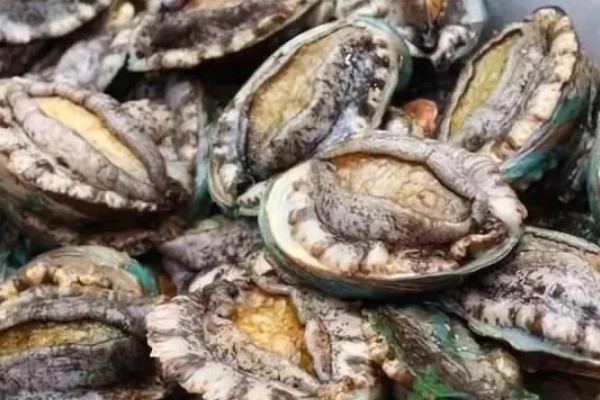 东山鲍鱼的产地在哪，是福建省东山县的特产