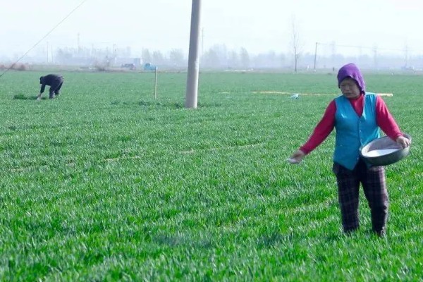 小麦冬季管理方法，要做好以下四防