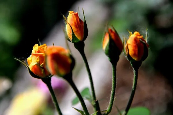 花蕾与花苞的区别，生理特点、发育阶段以及功能有所不同