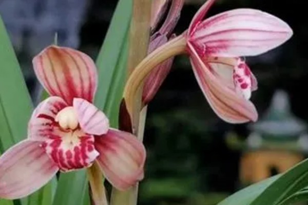 花蕾与花苞的区别，生理特点、发育阶段以及功能有所不同