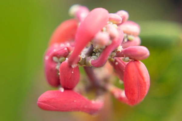 花蕾与花苞的区别，生理特点、发育阶段以及功能有所不同