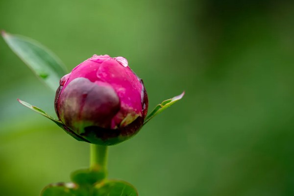 花蕾与花苞的区别，生理特点、发育阶段以及功能有所不同