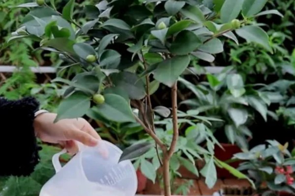 花蕾与花苞的区别，生理特点、发育阶段以及功能有所不同