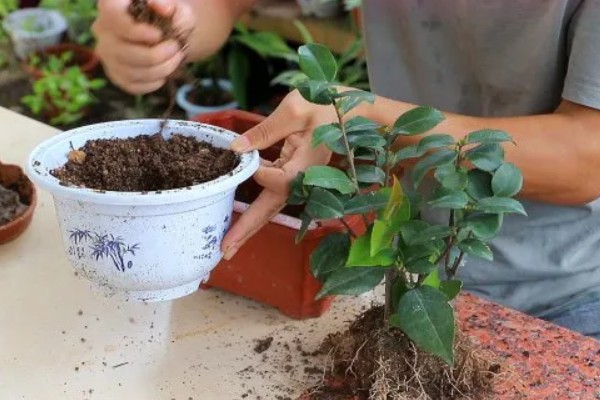 花蕾与花苞的区别，生理特点、发育阶段以及功能有所不同