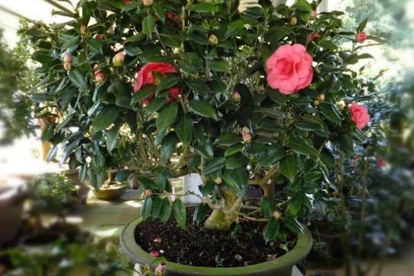 花蕾与花苞的区别，生理特点、发育阶段以及功能有所不同