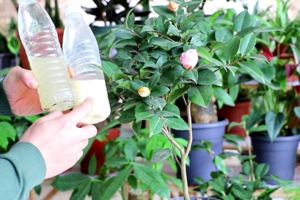 花蕾与花苞的区别，生理特点、发育阶段以及功能有所不同