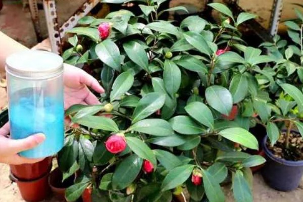 花蕾与花苞的区别，生理特点、发育阶段以及功能有所不同