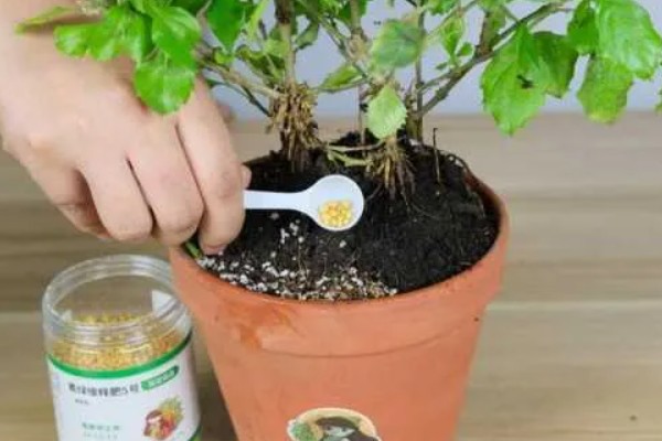 花蕾与花苞的区别，生理特点、发育阶段以及功能有所不同