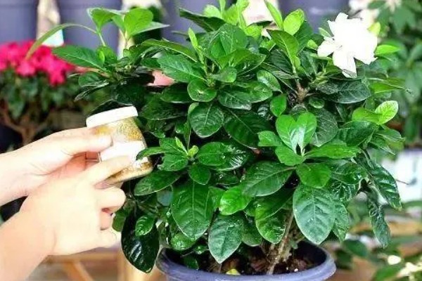 花蕾与花苞的区别，生理特点、发育阶段以及功能有所不同
