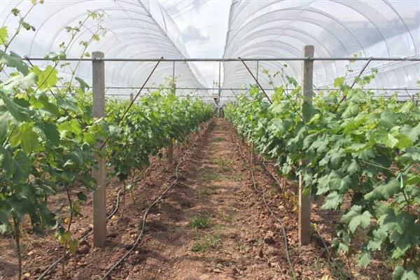 葡萄树生长期如何施钾,一般每年追肥3-4次