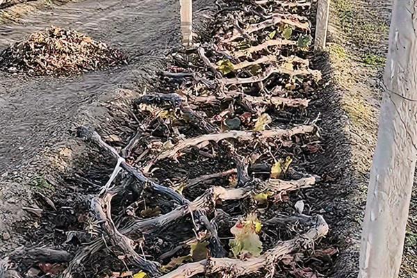 葡萄树生长期如何施钾,一般每年追肥3-4次