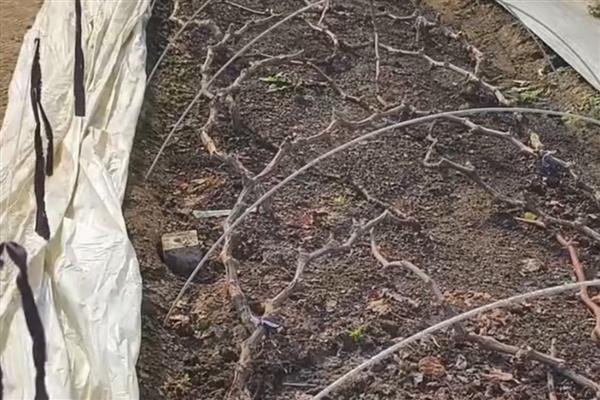 葡萄树生长期如何施钾,一般每年追肥3-4次