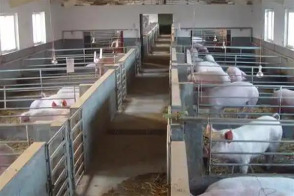 如何避免猪咬架，可以通过控制密度实现