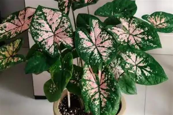彩叶芋如何过冬，要将彩叶芋移放到室内养护
