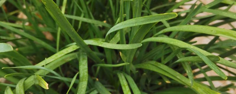 淘米水能浇韭菜吗，可以用淘米水浇灌韭菜
