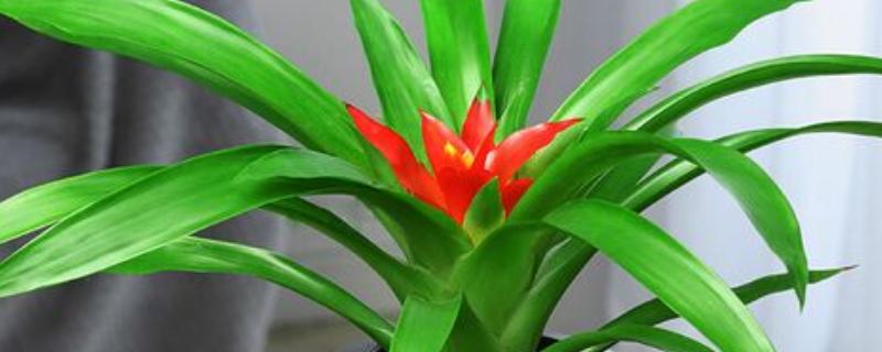 水培还是土培鸿运当头更好，水培还是土培都可以