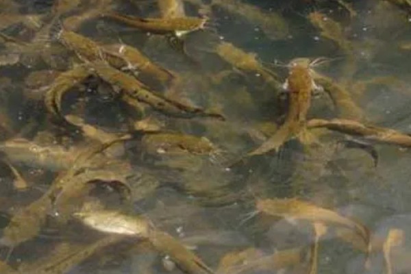 鲶鱼养殖吃哪些饲料，可以喂水蚤、水蚯蚓等