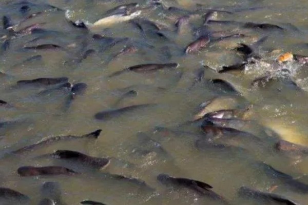 鲶鱼养殖吃哪些饲料，可以喂水蚤、水蚯蚓等