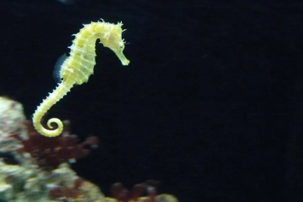 海马游泳时的姿势，游泳时是直立游泳姿势