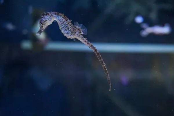 海马游泳时的姿势，游泳时是直立游泳姿势