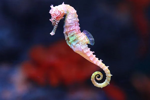 海马游泳时的姿势，游泳时是直立游泳姿势