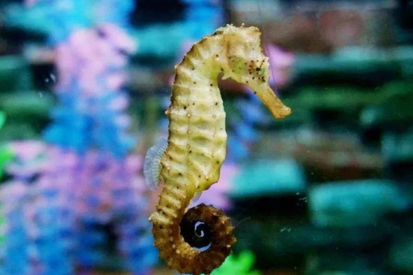 海马游泳时的姿势，游泳时是直立游泳姿势