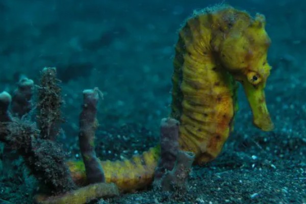 海马游泳时的姿势，游泳时是直立游泳姿势