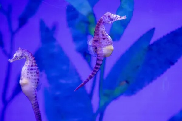 海马游泳时的姿势，游泳时是直立游泳姿势