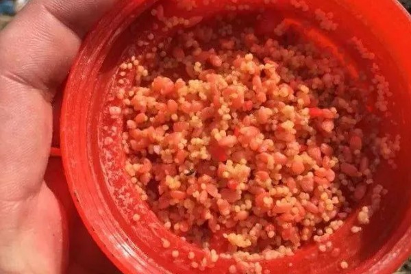 酒米打窝后多久开始钓鱼，打窝后一个小时左右开始钓鱼