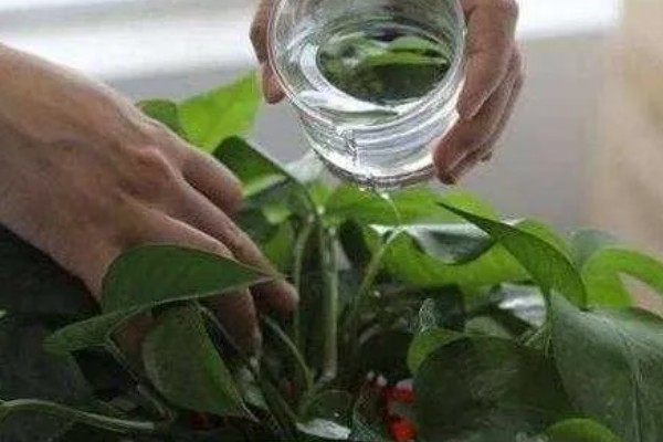 绿萝有哪些好处，可以美化环境、陶冶情操