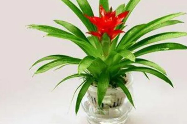 水培还是土培鸿运当头更好，水培还是土培都可以