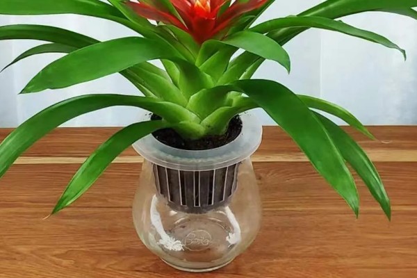 水培还是土培鸿运当头更好，水培还是土培都可以