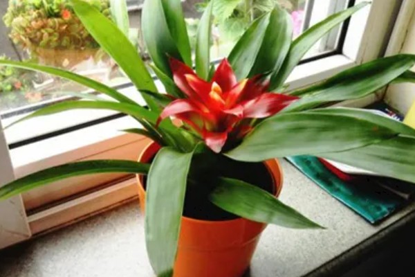 水培还是土培鸿运当头更好，水培还是土培都可以