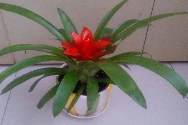 水培还是土培鸿运当头更好，水培还是土培都可以