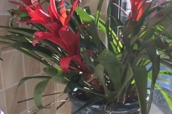 水培还是土培鸿运当头更好，水培还是土培都可以