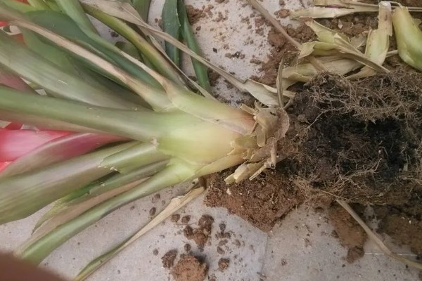 水培还是土培鸿运当头更好，水培还是土培都可以