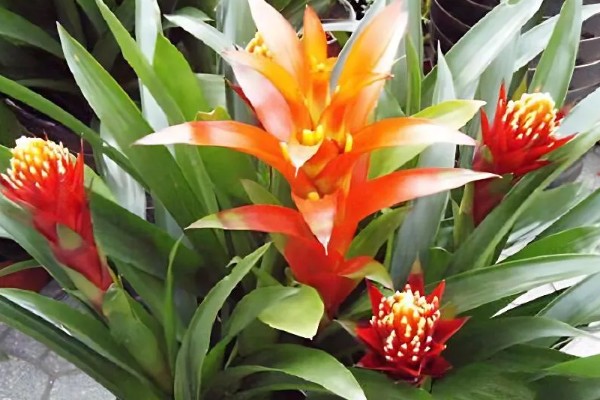 水培还是土培鸿运当头更好，水培还是土培都可以