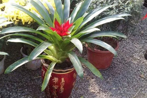 水培还是土培鸿运当头更好，水培还是土培都可以