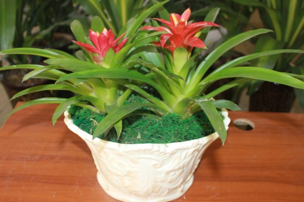 水培还是土培鸿运当头更好，水培还是土培都可以