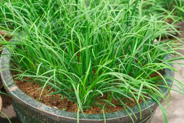 淘米水能浇韭菜吗，可以用淘米水浇灌韭菜