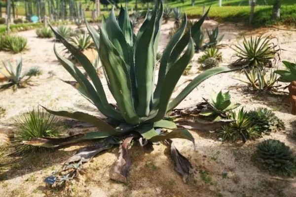 龙舌兰的简介,属于常绿大型草本植物