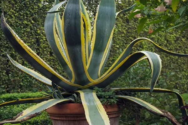 龙舌兰的简介,属于常绿大型草本植物