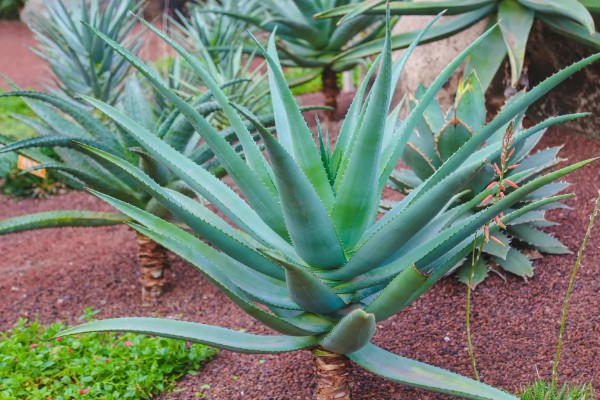 龙舌兰的简介,属于常绿大型草本植物