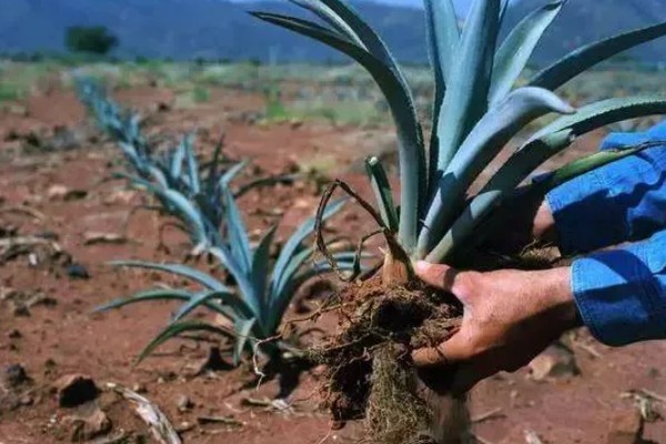 龙舌兰的简介,属于常绿大型草本植物