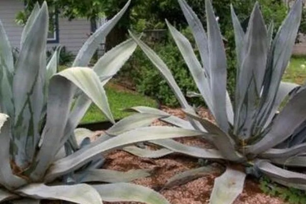 龙舌兰的简介,属于常绿大型草本植物