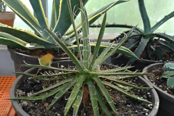 龙舌兰的简介,属于常绿大型草本植物