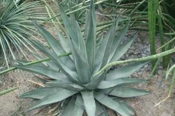 龙舌兰的简介,属于常绿大型草本植物