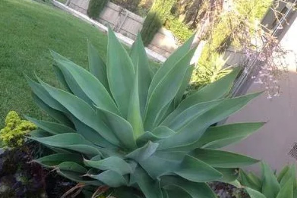 龙舌兰的简介,属于常绿大型草本植物