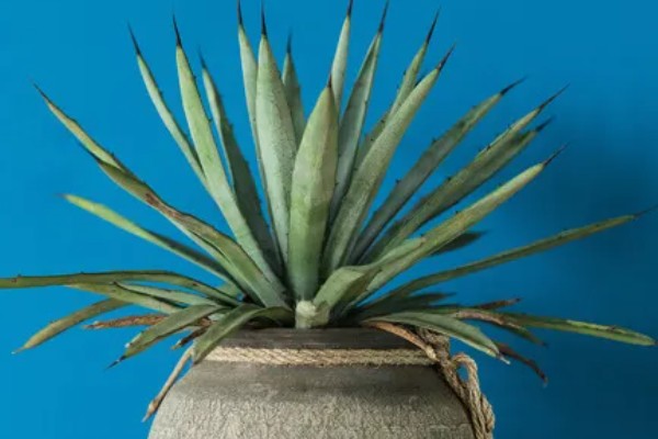 龙舌兰的简介,属于常绿大型草本植物