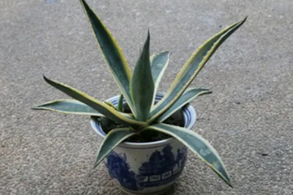 龙舌兰的简介,属于常绿大型草本植物